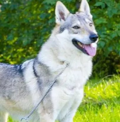 养捷克狼犬在中国的法律责任：了解相关法规与判决标准