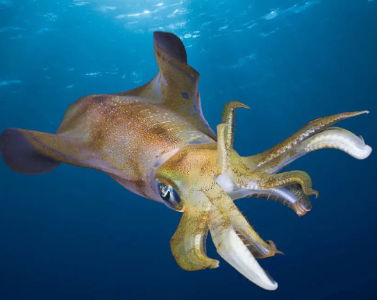 探秘深海巨兽：大乌贼鱼的习性解析