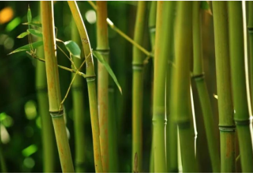 Breaking Through Like Bamboo: Analysis of Meaning and Usage