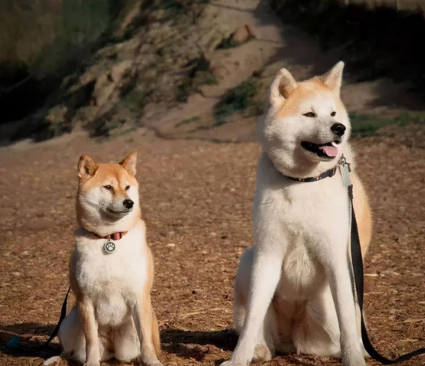 秋田犬与柴犬：探索两种独特日本犬种的魅力