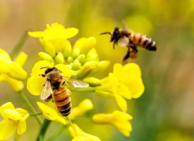 探究蜜蜂入室的奥秘：预兆与解释