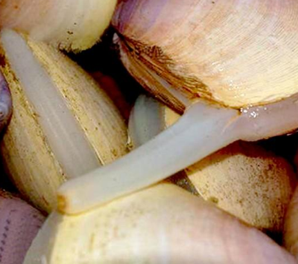 西施舌：海产壳类的美味与鲁菜的经典