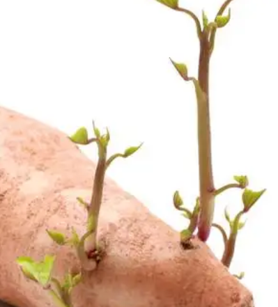 解决厨房难题：土豆买多了如何防止发芽