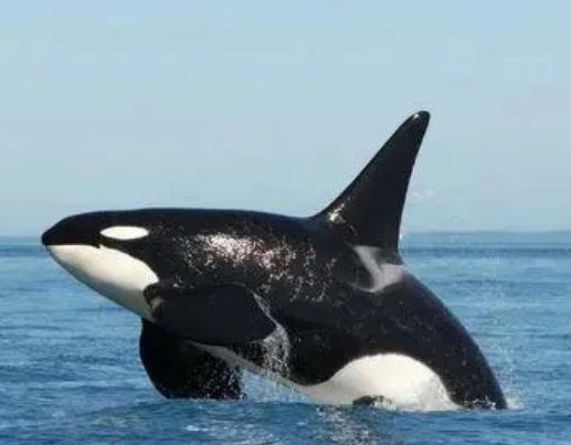 海洋霸主的秘密：虎鲸是否会主动攻击人类？