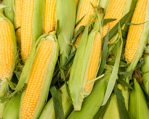 玉米发酵产生的气体是否有毒？