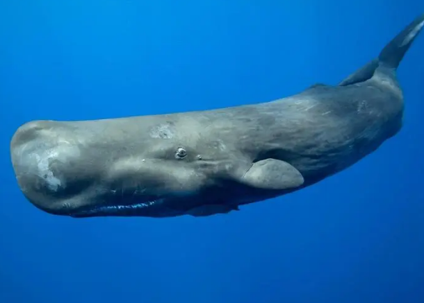 深海之歌：抹香鲸的复杂叫声与人类语言的奇妙相似