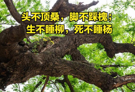 解读传统谚语“生不睡柳，死不养”的文化内涵