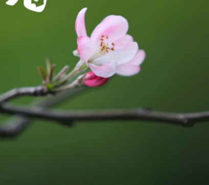 南方立春适合种什么菜？
