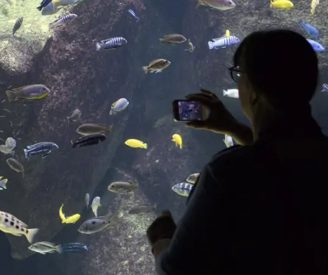 探秘海洋世界，欧洲第一大水族馆