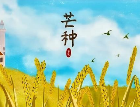 芒种——丰收与养生的节气