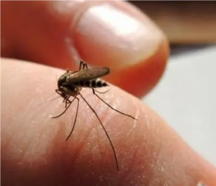夏季防蚊攻略：有效避免蚊子叮咬的方法