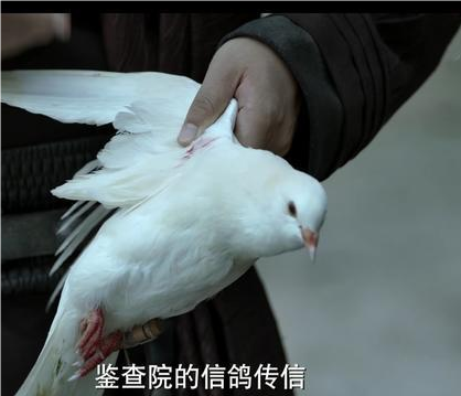 古代飞鸽传书：跨越长距离的通信奇迹