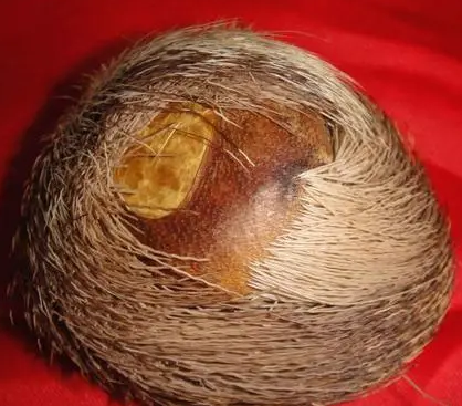 古代麝香的避孕效果探讨