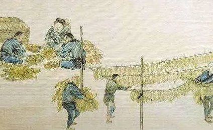 中国烟草的传播——从古代到现代的历程