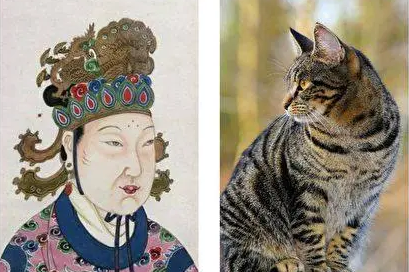 揭秘古代奇闻：武则天与猫的不解之缘