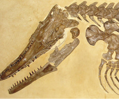 考古发现7400万年前沧龙化石：死于同类相残？