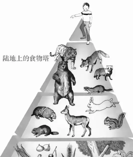 人类位于食物链顶端为什么会这么害怕虫子？
