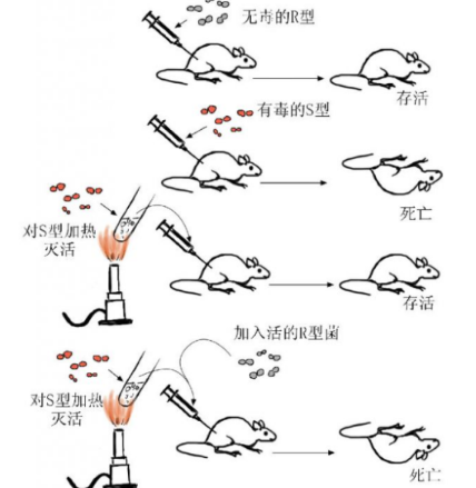 艾弗里实验：揭秘肺炎双球菌的转化之谜
