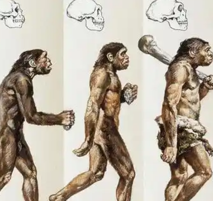 古猿进化成人类的奥秘：现代生物为何难以复制这一过程？