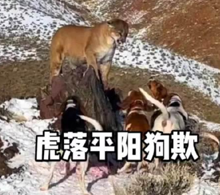 溯源“虎落平阳被犬欺”：从民间谚语到文学经典的演变