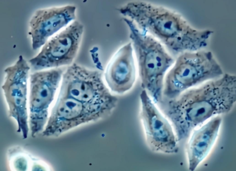 海拉细胞：科学奇迹背后的“食用”迷思