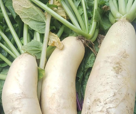 告别苦味困扰：萝卜发苦的成因与实用解决指南