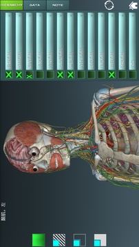 人体解剖学图谱0