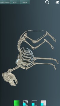 人体解剖学图谱2