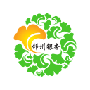邳州银杏