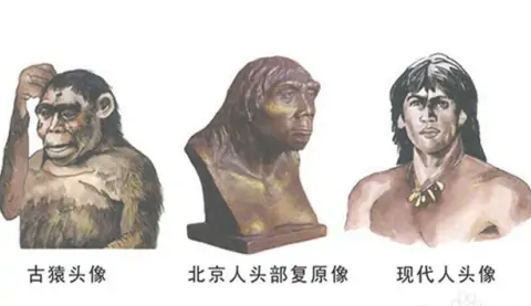 什么是 元谋人,北京人,山顶洞人？它们的区别是什么？