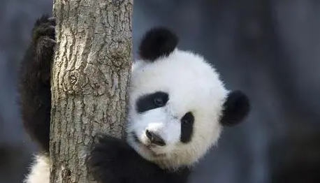 远古熊猫有多可怕？实力有多强？