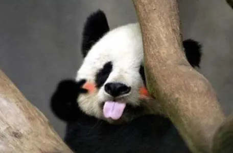 大熊猫为什么被视为国宝？五大原因是什么？
