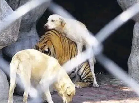 虎落平阳被犬欺平阳是哪里？地点在哪一个省份？