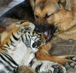 虎落平阳被犬欺的来历是什么？有什么历史典故？