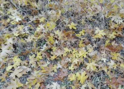 名家是什么意思？指的是什么？