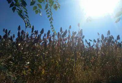 李存勖为何斩首耶律阿保机亲弟耶律剌葛？