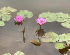 /mingxing/a447292.html