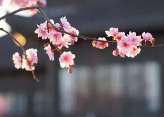 /mingxing/a464175.html