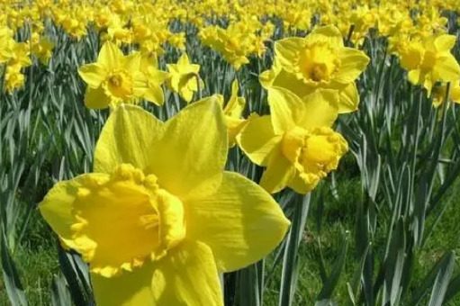 What is Wordsworths most famous short poem? What is its content?