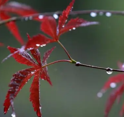 刘皂的诗歌特点是什么？主题是什么？