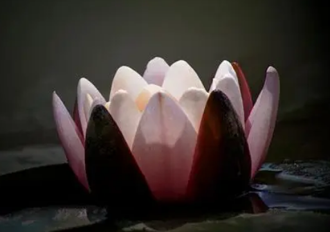  净饭王是什么结局？他最后成佛了吗？