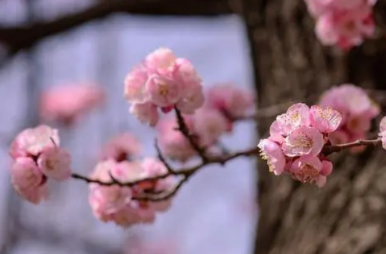 吴融途中见杏花是什么样的？是什么样的创作背景？