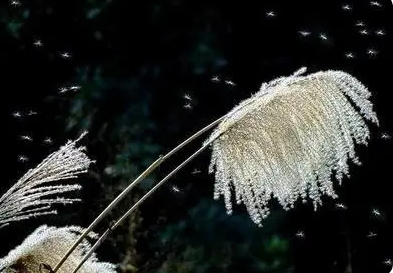  项鸿祚是谁？他是什么派？