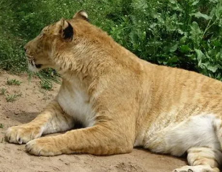  体形最大的猫科动物是什么？有多大的体积？