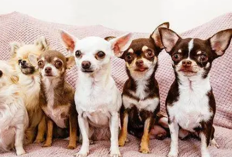  体积最小的犬种是什么？体积是多少？