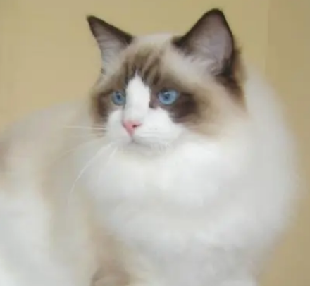  体型最大的猫是什么？体积有多大？