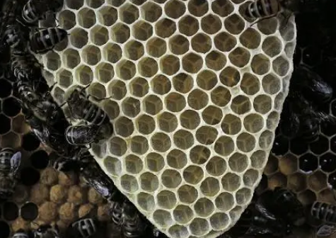   筑巢最精巧的昆虫是什么？蜂巢是什么样的？