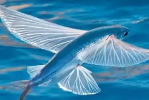   飞得最远的鱼是什么？他能飞多远？
