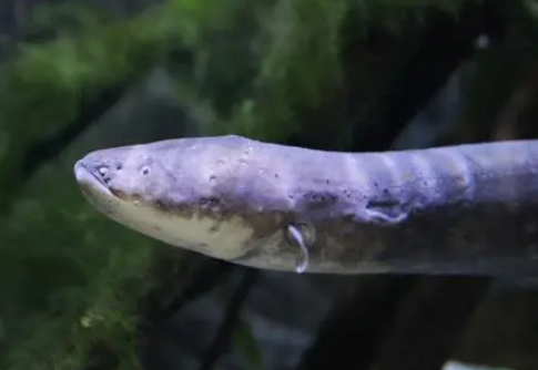  放电能力最强的鱼是什么？电压是多少？