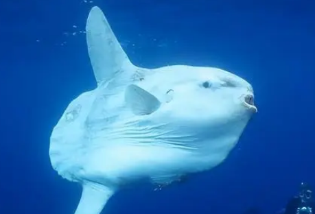  产卵最多的鱼是什么？一次性能产卵多少？